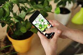 The 5 Best Plant Identifier Apps for Android and iPhone